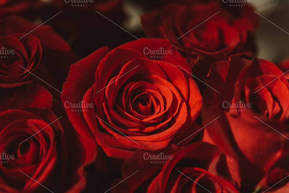 Red roses stock photo containing rose and roses, a Nature Photo by Chelsea Victoria (Photo 2 of 2)