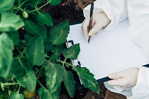 Healthy tomato leaves stock photo containing gathering and indoors