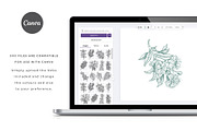 Australian Botanicals 4 in 1 Bundle, a Decorative Illustration by rouxsupplyco (Thumbnail 12 of 25)
