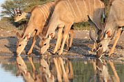 Kudu Antelope - Reflections of Joy, an Animal Photo by Wildlife Wonder (Thumbnail 1 of 2)