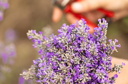 Freshly cut lavender flowers
