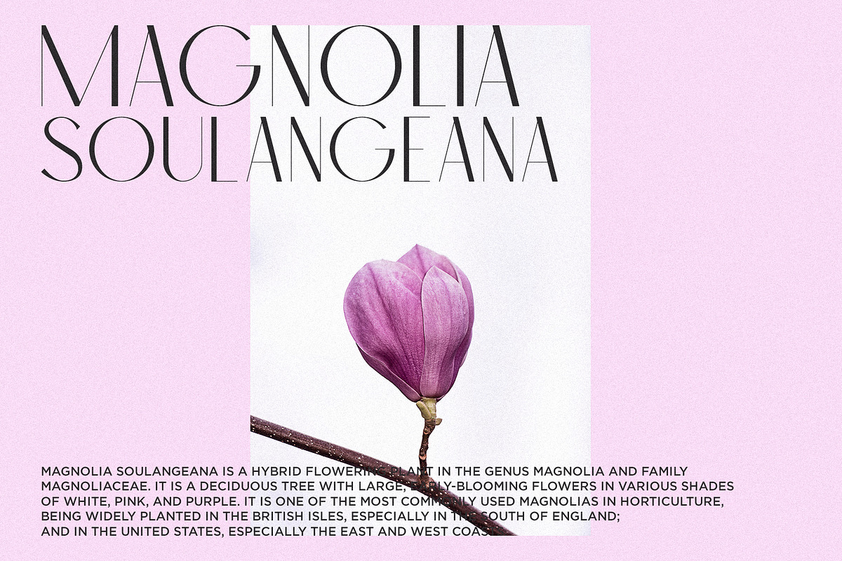 Classica - Modern Sans Serif, a Sans Serif Font by Misha Sova (Photo 4 of 10)