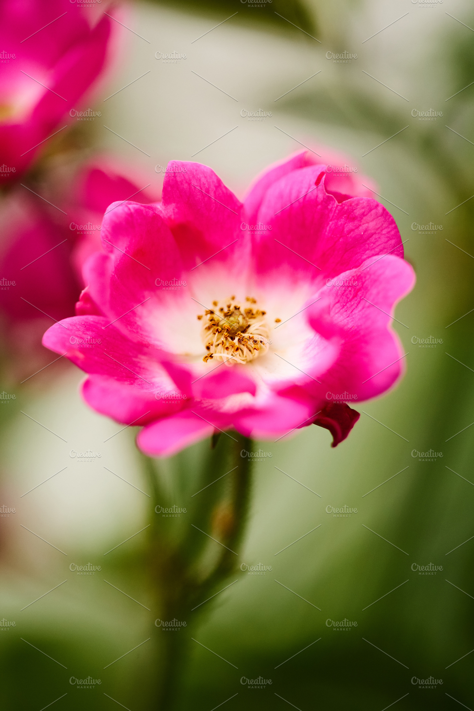 Pink rose flower blooming with white center vertical macro photo. Close-up phot, a Nature Photo by Rohan Photography