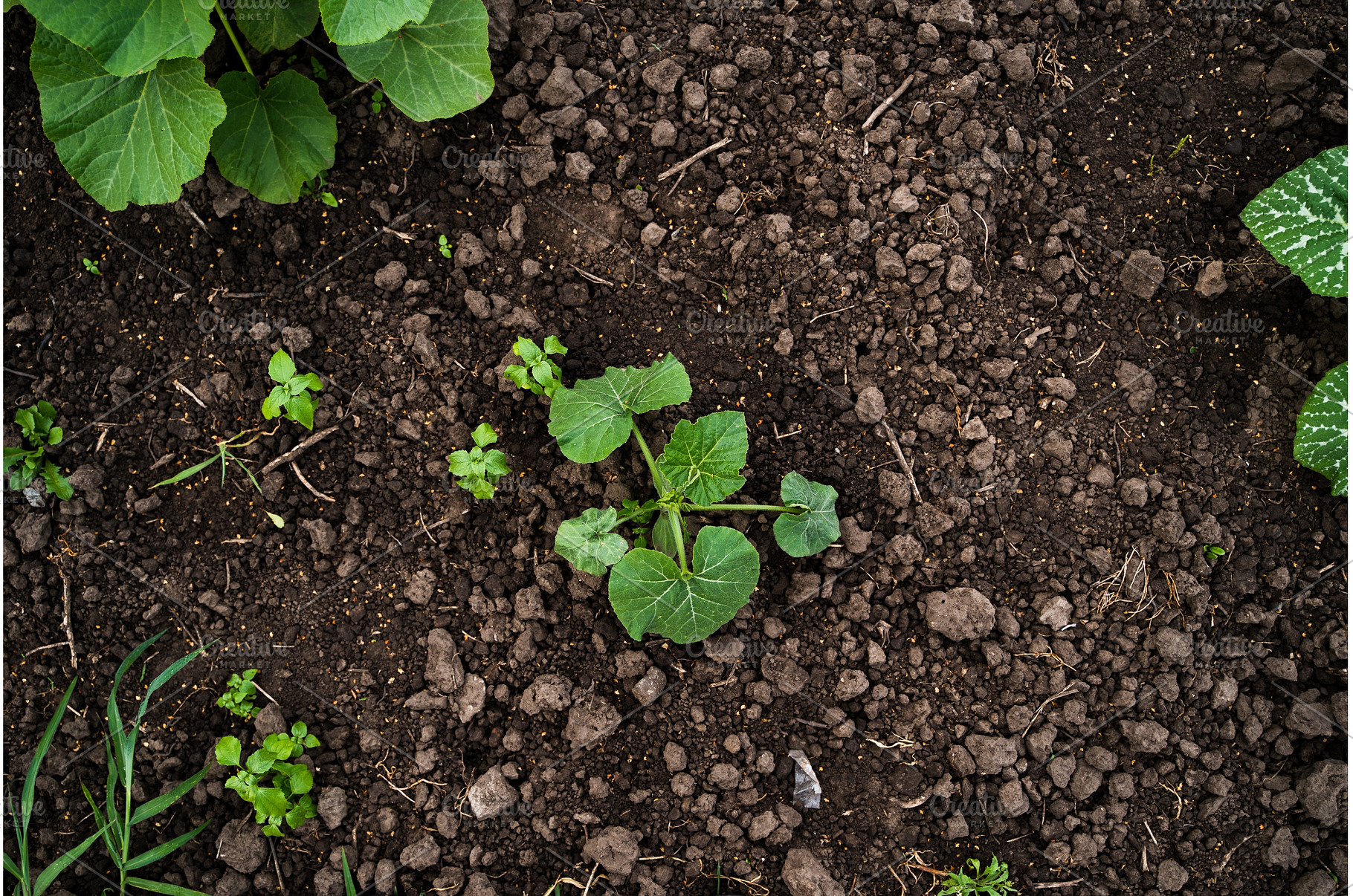 Growing pumpkin plant on rich dark, a Nature Photo by volodymyrshtun13795