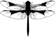 Dragonfly Silhouette, an Object Graphic by Designer_Momina (Thumbnail 5 of 20)