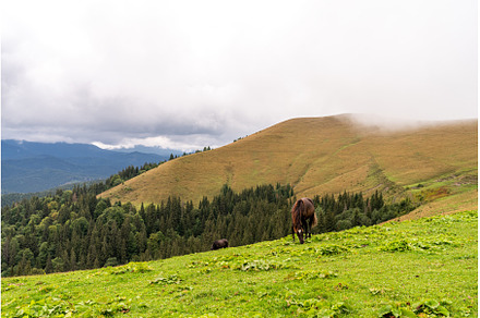 Herd of horses grazing in a mountain
