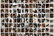 Dark Equestrian | 200 stock images, an Animal Photo by Tale.Haus (Thumbnail 9 of 13)