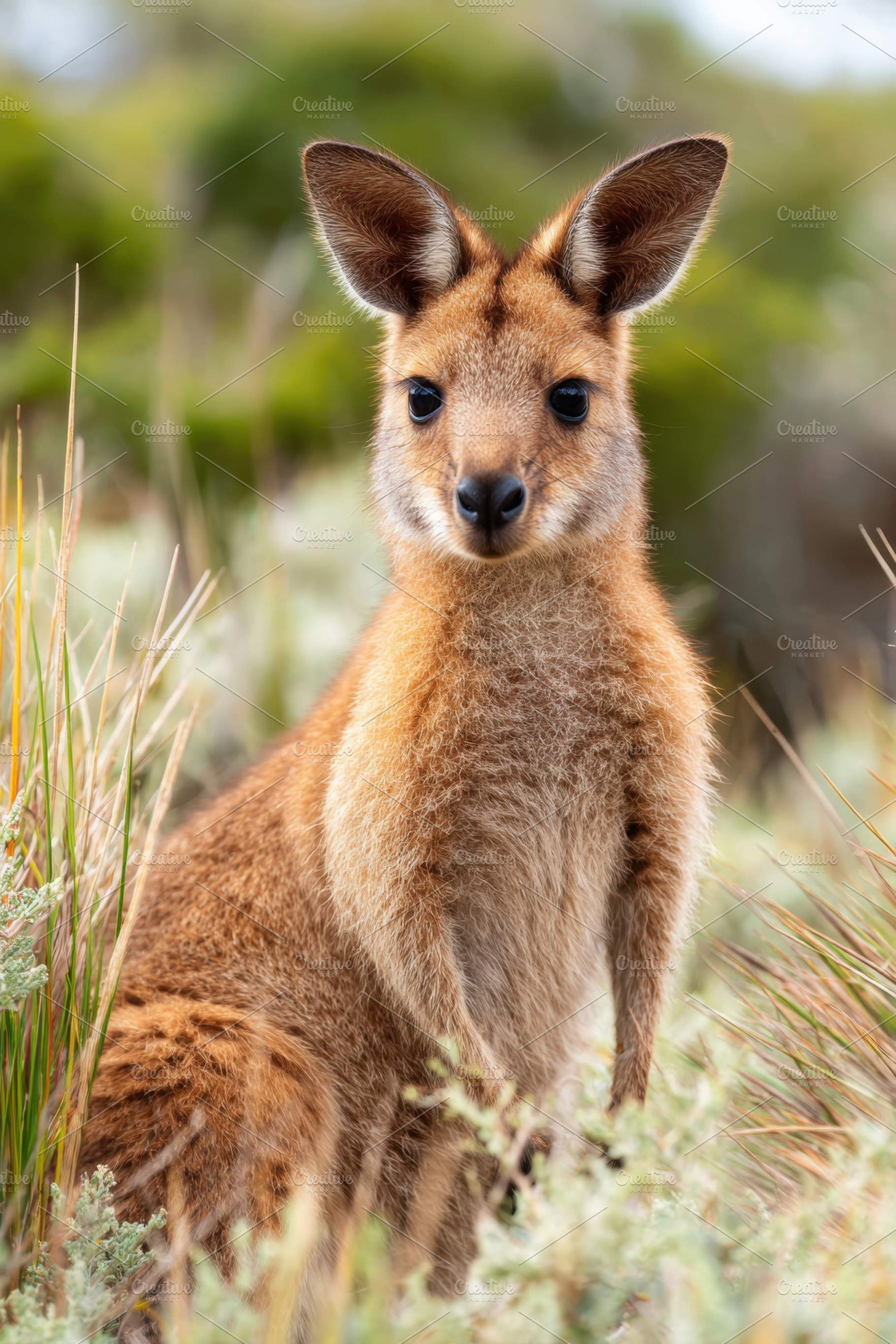 Close-up of a wallaby in natural sunlight, an Animal Photo by AlyaAnd