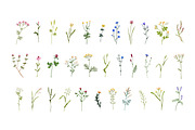 Field and meadow wild flowers set, a Decorative Illustration by Good Studio (Thumbnail 2 of 4)