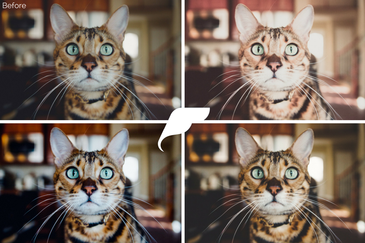 50+ Pet Lightroom Presets Vol. I preview 6