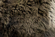 Collection of 38 fur pillows, an Object 3D Model by 3dmitruk (Thumbnail 58 of 112)
