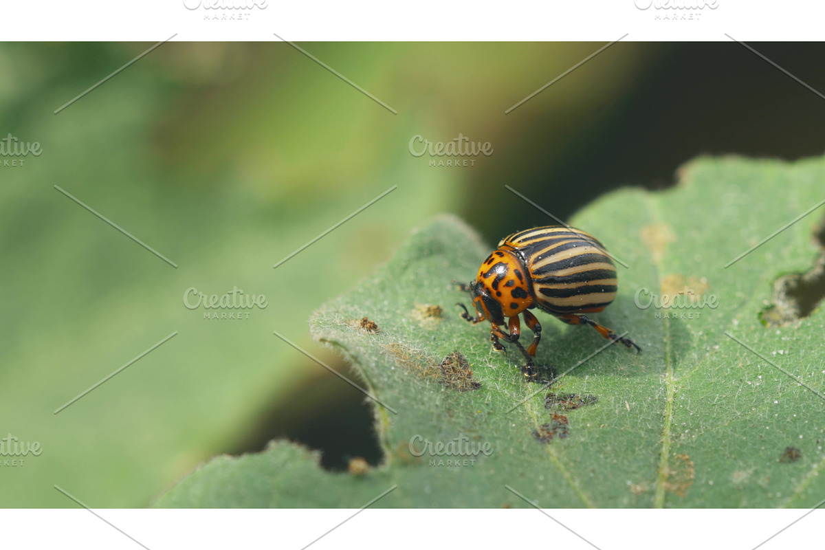 Leptinotarsa Decemlineata. The, a Graphic by Our Amazing World (Photo 1 of 2)