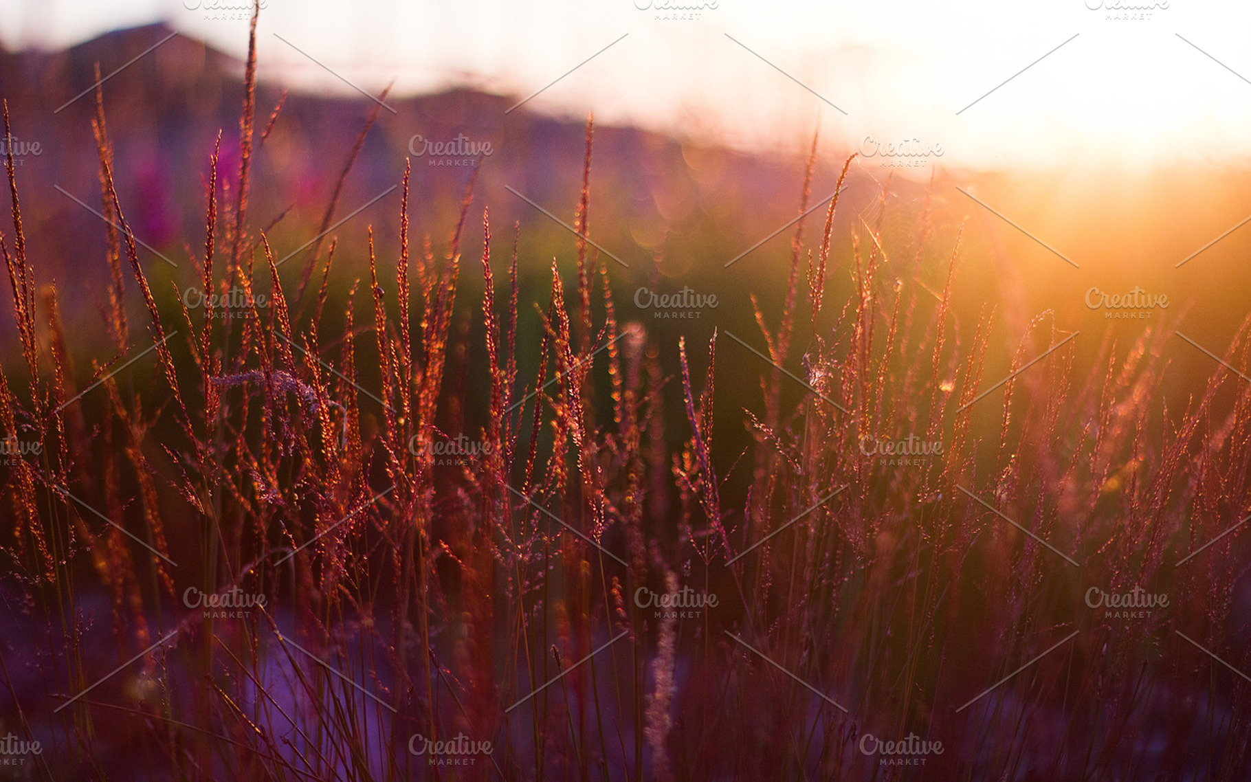 S u n s e t featuring nature, natural light, and bokeh