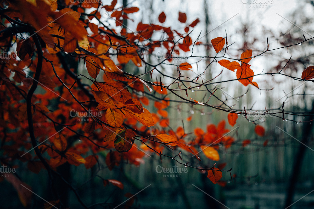 100+ New Hi-Res Autumn Photos, a Background Photo by moonloop (Photo 3 of 13)