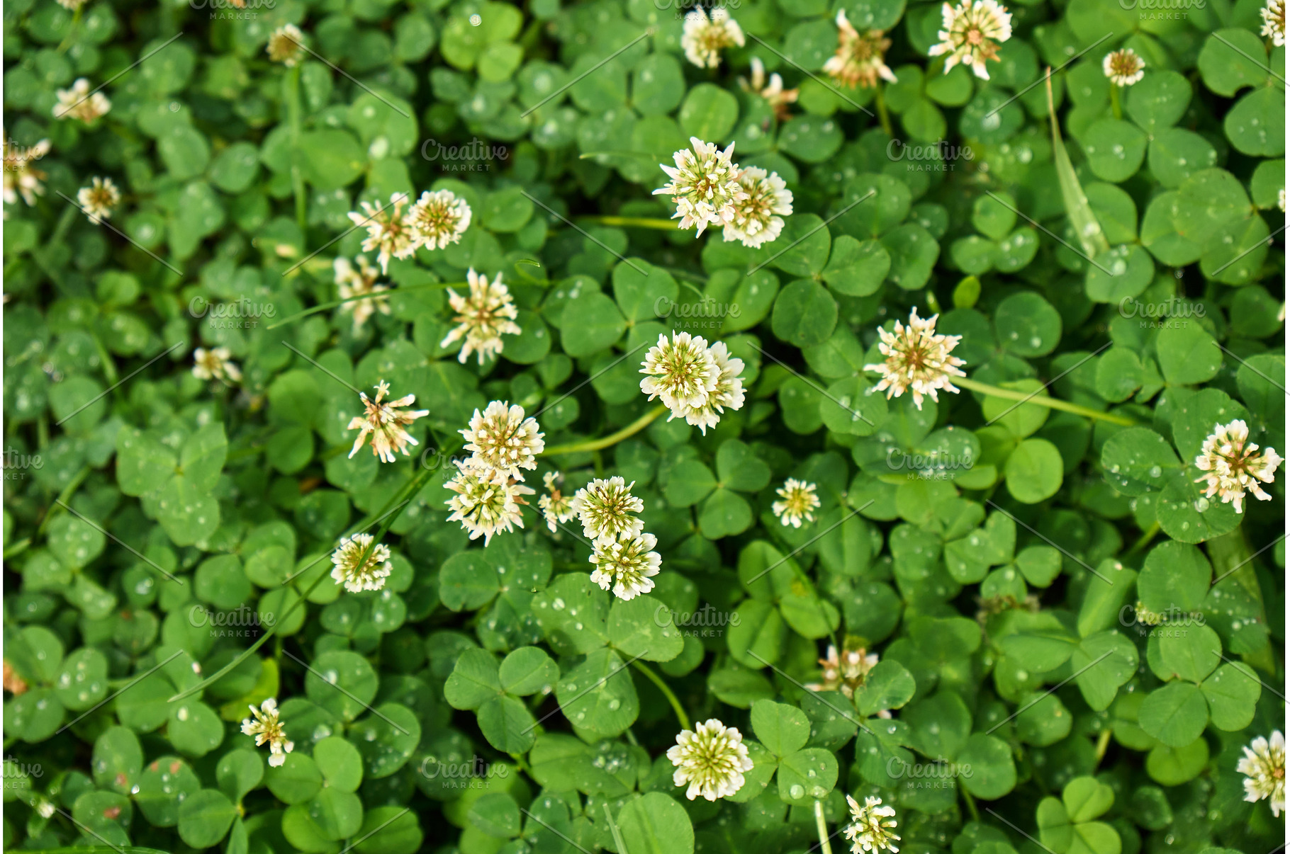 Fresh clover patches populate the, a Nature Photo by darksoul72