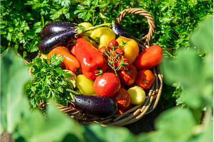 Harvest different vegetables in the, a Food & Drink Photo by yanadjana