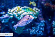 Underwater Photography Presets, a Plug-in Add-On by FixThePhoto (Thumbnail 17 of 32)