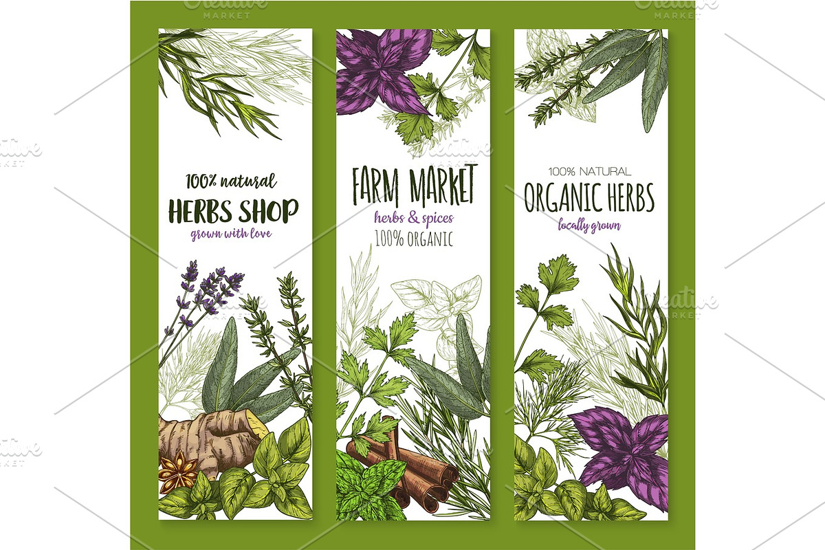 Herb and spice, natural food sketch banner set, a Food Illustration by Vector Tradition