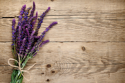 Salvia Flowers preview 4