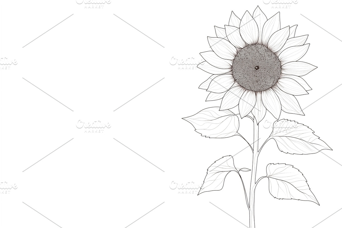 Line art drawing of a sunflower with, an Illustration by Sergey Kotenev