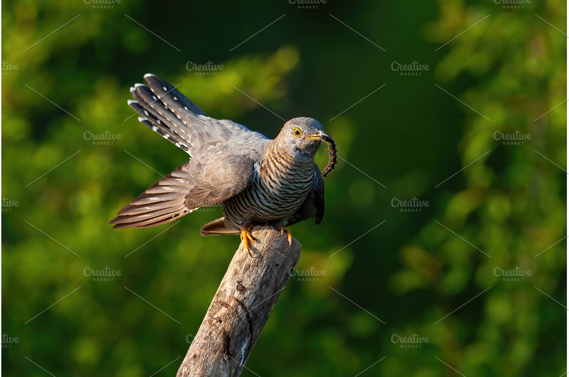 Common cuckoo eating insect on tree, an Animal Photo by WildMedia