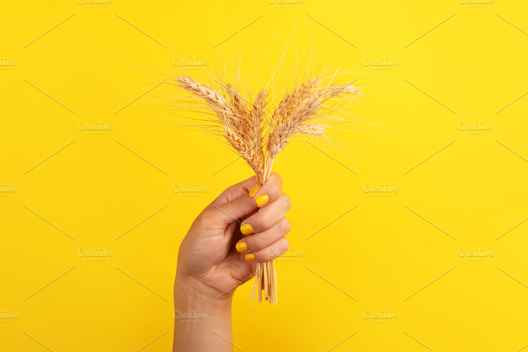 Woman’s hand with yellow nail polish holding a bunch of wheat, a Nature Photo by Ales Munt