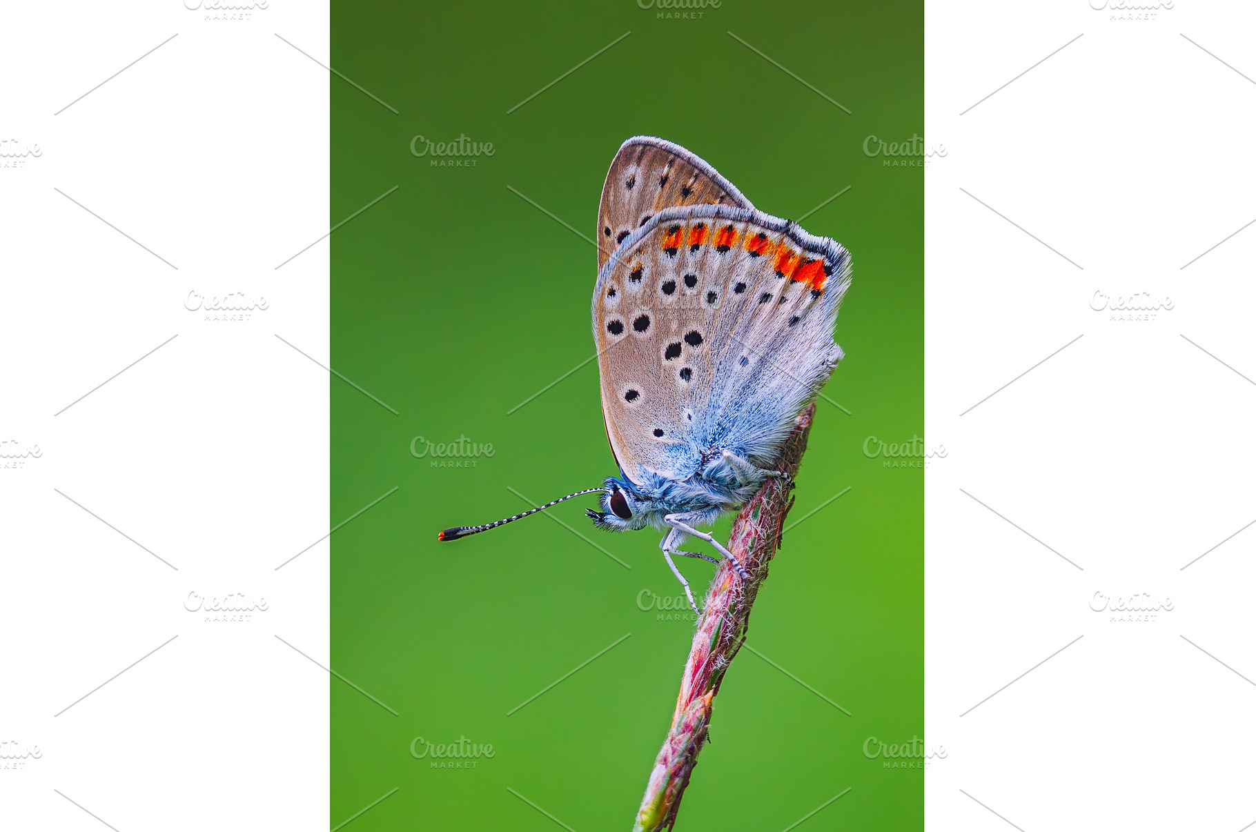 Butterfly Gracefully Perched on a, an Animal Photo by Lukas Jonaitis SHOP