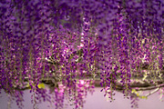Purple Wisteria Flower Photo Bundle, a Nature Photo by Silent Nature (Thumbnail 2 of 6)