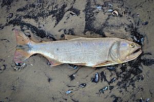 Dead river fish over sand at beach, an Animal Photo by DanFLCreativo