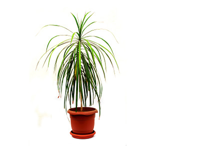 Dracaena marginata a potted plant, a Nature Photo by shahin.mammadov
