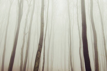 Man walking on forest road stock photo containing man and path, a Nature Photo by Atmospheric visuals