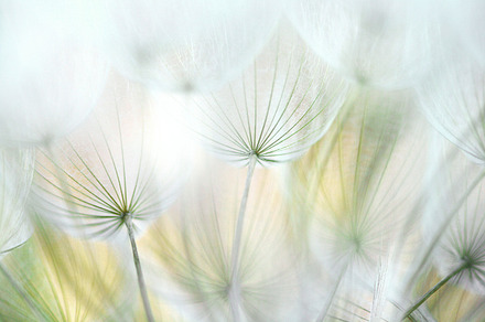 Dandelion 7