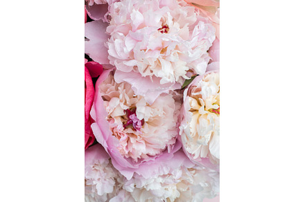 Fresh bunch of pink peonies