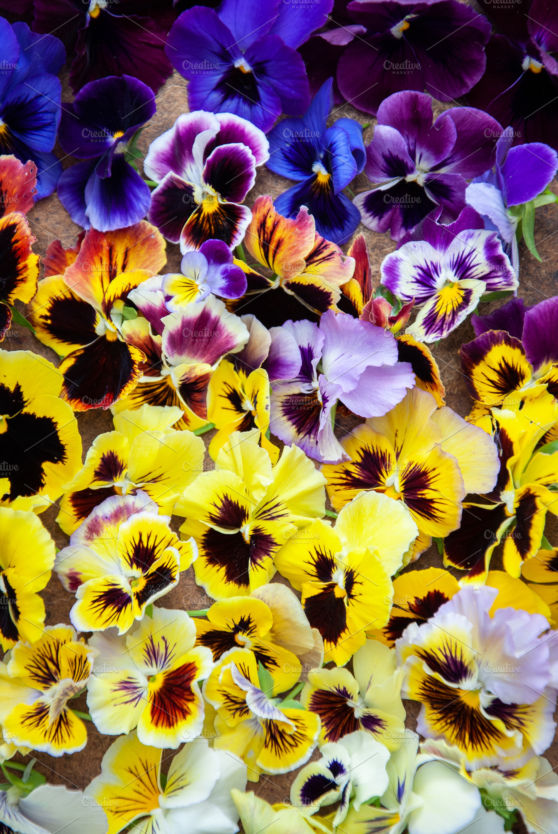 Multicolored pansies background stock photo containing background and botany, a Nature Photo by letterberry