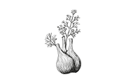 Hand-Drawn Vegetable Illustrations, a Food Illustration by BenDesigner (Thumbnail 6 of 6)