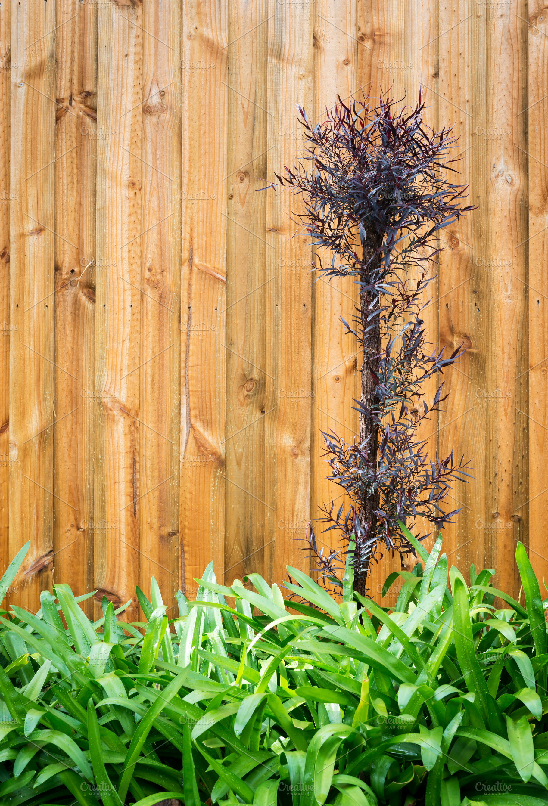 Landscape Design, a Nature Photo by THP Creative