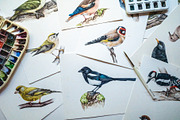Forest Birds Watercolor Set, an Animal Illustration by AnitaPol (Thumbnail 3 of 26)