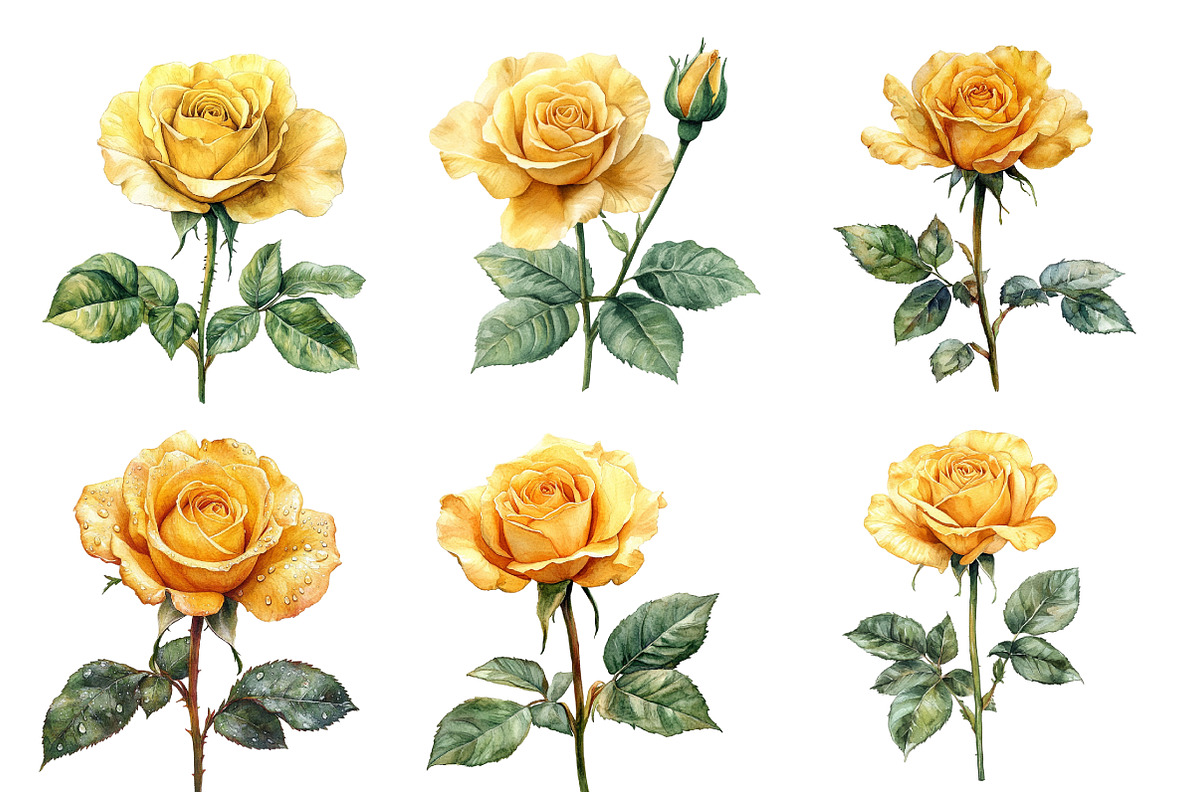 Watercolor Yellow Rose clipart, an Illustration by Designworld (Photo 2 of 5)