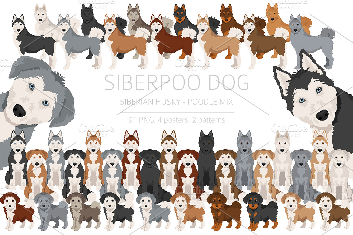 Siberpoo (Siberian Husky Poodle mix), an Animal Illustration by pet design shop (Photo 1 of 6)