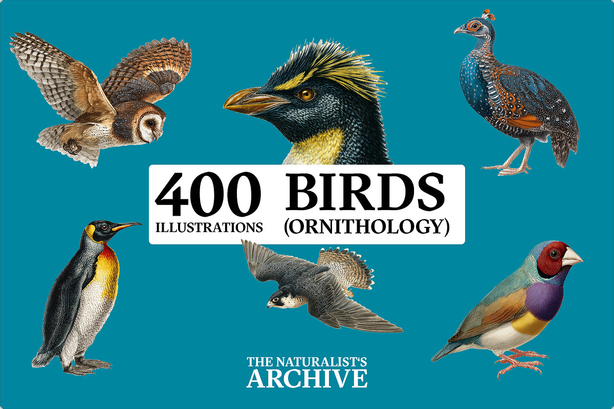 The Naturalist's Archive, an Object Graphic by Jacober Design (Photo 2 of 5)