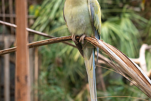 Rose-ringed parakeet perched on a branch on Kangaroo Island, Aus, an Animal Photo by GoodGoods