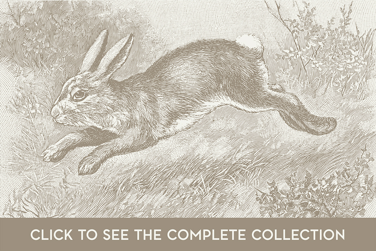 15 Rabbit Illustrations, an Animal Illustration by The Rusty Press (Photo 2 of 3)