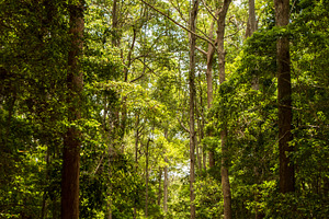 road through rain forest