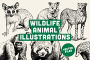 60 Wildlife Animal Illustrations, an Animal Illustration by Vectorian (Thumbnail 1 of 6)