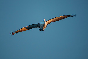 Australian Pelican in flight, an Animal Photo by Rob D Animal Photography
