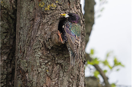 starling with a flower in its beak, an Animal Photo by Pakosta