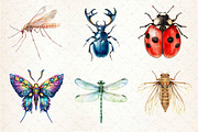 Watercolor Bugs Sublimation Clipart, an Illustration by Dream Creation (Thumbnail 3 of 6)