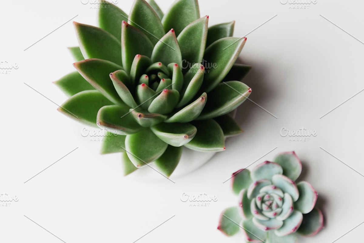 Succulent mini bundle featuring succulent, fresh, and green, an Arts & Entertainment Photo by Light & Grace (Photo 2 of 4)