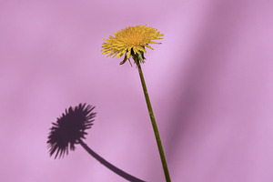Minimalist close-up of a yellow dandelion casting a sharp shadow, a Nature Photo by Ales Munt