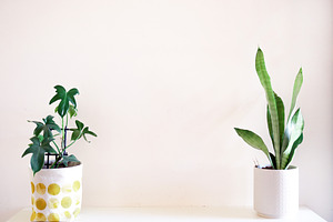 Philodendron florida and snake plant featuring snake plant, plant, and indoor